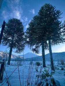 马拉卡韦罗Hostal Piedra Santa的田野上的两棵树,地上有雪