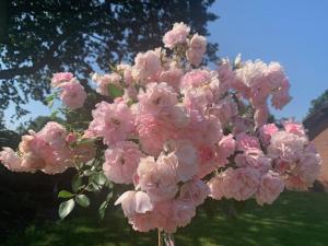 AnnenAnnense Pracht的院子里的一束粉红色花