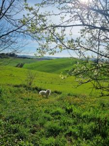 锡耶纳Gli ulivi di Siena的一只羊站在一片绿草丛中