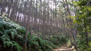 田边市KAMENOI HOTEL Kii-Tanabe的林中高大的树木的路径