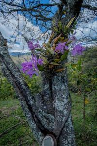 洛哈Vilcabamba casa / granja Vilcabamba house / farm的插花树的树枝