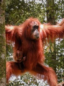 武吉拉旺Sumatra Jungle Trek In & Orangutan Trips的一只手臂上带着婴儿的猩猩