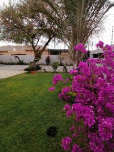 KgaphamadiCountry Block-Holiday home的院子里的一束紫色花