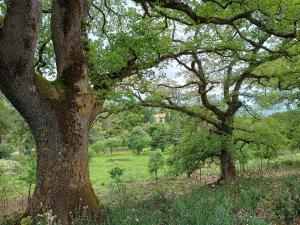 Santuario di GibilmannaAgriturismo Bosco Pianetti的草场上的一群树木