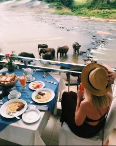 平纳瓦拉Hotel Elephant Park "Grand Royal Pinnalanda"的坐在桌子旁观看大象的女人