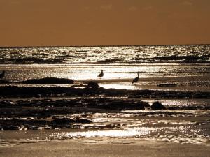 滨海图维列Les Nord’mandines的两只鸟在海滩上水中散步