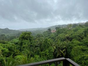 波尔沃林Hotel Casa De Patio的享有郁郁葱葱的绿色森林美景,森林里种满了树木