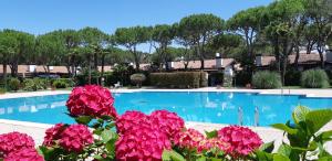阿普里利亚马利蒂马Villetta Corte Grande的游泳池前有粉红色的花朵
