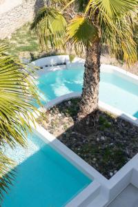 卡马利生活之家套房酒店的蓝泳池旁的棕榈树
