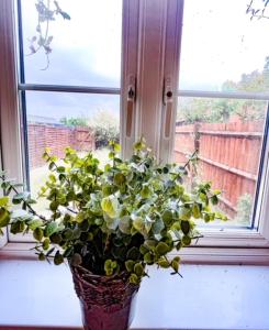 梅尔克舍姆Turners Court的坐在窗台上的花瓶里的植物