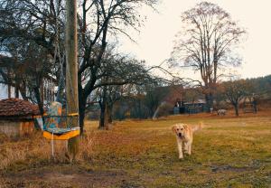 达达伊Balabanağa Çiftliği Camping的站在田野中杆子旁边的狗