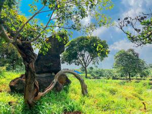 Xã Trảng BômHomestay tay的草地上的树和岩石