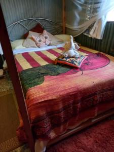 BungomaSasana Motel and Guest House的一只猫躺在床上,上面有娃娃
