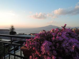 维克艾库塞庭院之家住宿加早餐旅馆的阳台上一束紫色花