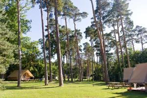 KootwijkHuttopia De Veluwe的一个带树木和小屋的野餐区