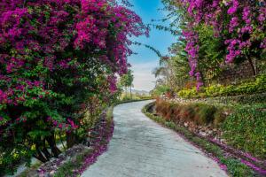 德拉敦Tree of Life Resort Dehradun Foothills的花园中一条布满粉红色花卉的小径