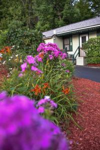 乔治湖Adirondack Sunrise Lodge的一座花园,在房子前面种有紫色的花朵