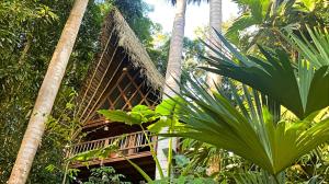 塔拉波托PUQIO ECOLODGE的丛林中的一座棕榈树建筑