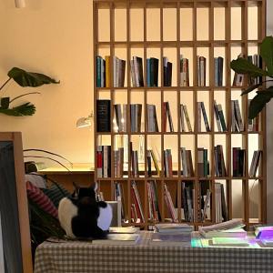 春川Hostel Espace的坐在书架前沙发上的猫