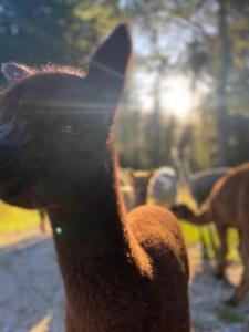 塔卡卡Alpacas Off Grid - Eco Cabin的看摄像机的动物的近距离