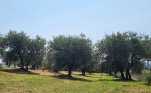 锡耶纳Gli ulivi di Siena的绿草丛中的一排树木