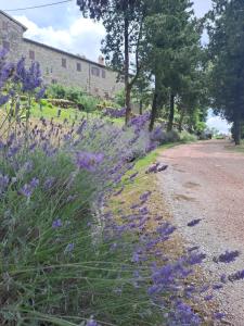 古比奥ABBAZIA DI VALLINGEGNO的一条土路旁的紫色花田
