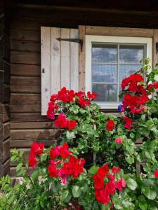 Anykščiai MĖNULIO AKMUO的房子边有红色花的窗户