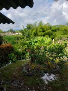 锡卡西亚Tucan Hostal的草丛中小灌木的花园