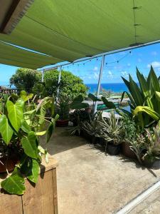Rodrigues IslandPalms Ocean views的一组绿色伞下的盆栽植物