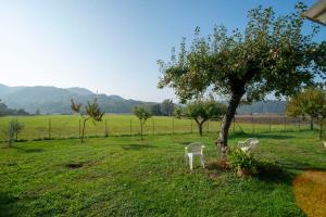 TormenoCa' dei Berici的两把白色椅子坐在树边的田野里