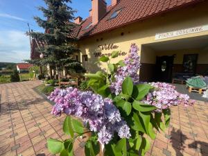 韦茨泽基斯韦斯基Villa Marzenie Pokój 2 osobowy的一座建筑前的一大束紫色花