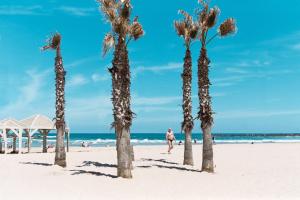 特拉维夫WOM Beach Pod Hotel - a member of Brown Hotels的海滩上的一棵棕榈树