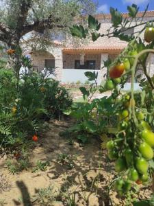 利萨基亚Black Pearl Apartment Lithakia Zakynthos的一个带西红柿的花园和一个背景房子