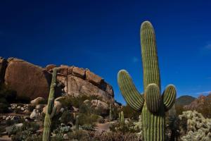 斯科茨Boulders Resort & Spa Scottsdale, Curio Collection by Hilton的沙漠中的仙人掌,岩层