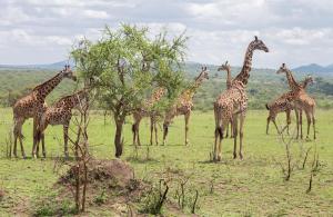 恩戈罗恩戈罗Ngorongoro Lodge member of Meliá Collection的一群长颈鹿站在田野里