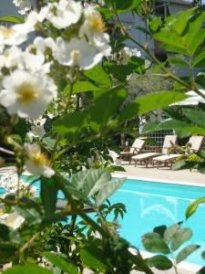 利吉亚阿夫拉酒店的游泳池旁一棵花白的树