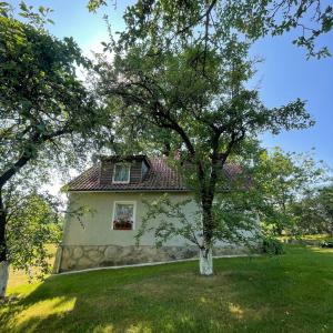 KoczarkiWilla Pod Dębem的院子中一棵树的小房子
