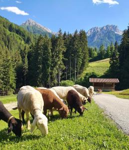 瓦尔道拉Residenz Erschbaum的一群羊在路边放牧