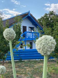 EnisalaCasa Enisala的蓝色和白色的房子,前面有鲜花
