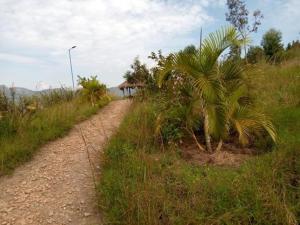 MacubaImuhira Campsites&CBT的田边一条土路,上面有棕榈树