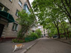 博布鲁伊斯克PaulMarie Apartments on Oktyabrskaya的一只猫沿着大楼旁边的街道走