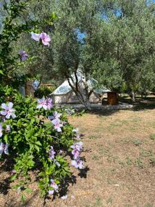 阿尔戈斯Eco Glamping with Pool between Nafplio and Argos的树木繁茂的田野里的一束鲜花