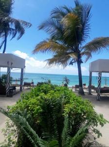 江比阿Mango Beach House的棕榈树和长椅的海滩和海洋