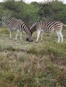 Pretoria-NoordKings view exclusive villas (KVEV)的两斑马在草地上放牧