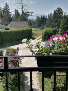 兹拉蒂博尔博若维奇别墅公寓的鲜花盛开的花园前的长凳