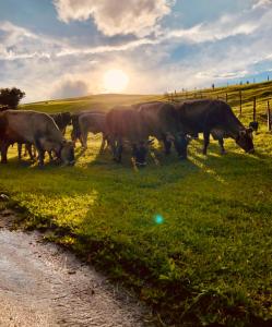 菲伯布伦Bioberghof Rohr的一群牛在田野里放牧