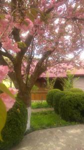 Kobyletsʼka PolyanaKvasnyi的一座房子前面的粉红色花卉