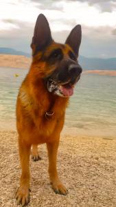 帕格Mila Pet friendly house with private beach place的一只棕色的狗站在海滩上靠近水面
