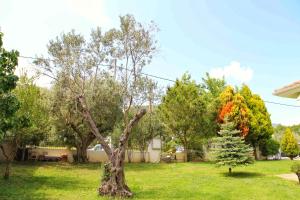 伊拉克里萨☆OLIVE GARDEN VILLA☆ --NEA IRAKLITSA--的院子中间的树