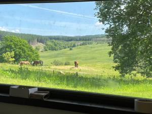 DalmellingtonCraigengillan Mini Lodge的从窗户可欣赏到田野马的景色